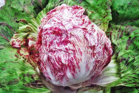 CICORIA VARIEGATA DI SOTTOMARINA