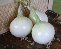 CIPOLLA BIANCA PRECOCE