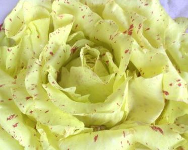 EXTRA CICORIA CASTELFRANCO