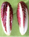 EXTRA CICORIA TREVISO