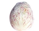 EXTRA CICORIA VARIEGATA DI LUSIA 80gg