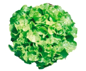 LATTUGA FOGLIA DI QUERCIA