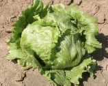 LATTUGA ICEBERG
