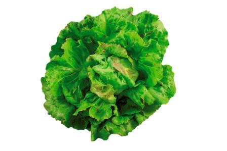 LATTUGA TRENTINA