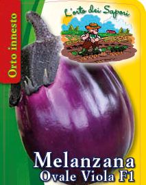 Melanzana ovale viola F1