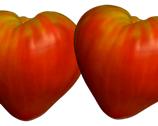 POMODORO CUOR DI BUE CLASSICO
