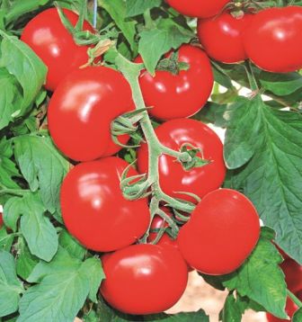 POMODORO F1 GRAPPOLO