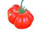 POMODORO F1 MARMANDE