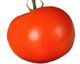 POMODORO F1 TONDO 500GR