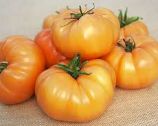 POMODORO PONDEROSA