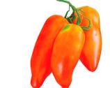 POMODORO SAN MARZANO GIGANTE