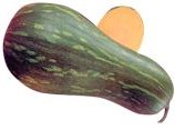 ZUCCA LUNGA GIGANTE