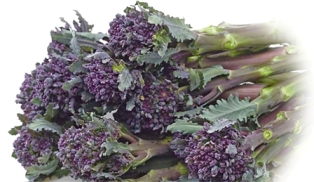 BROCCOLO VIOLETTO