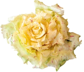 CICORIA DI CASTELFRANCO