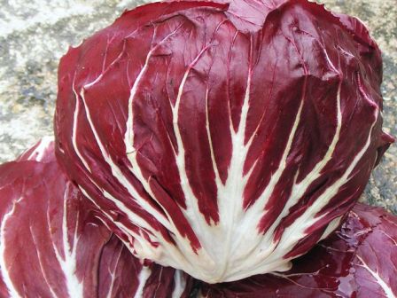 CICORIA ROSSA DI CHIOGGIA MEDIA