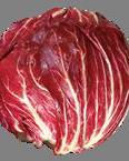 CICORIA ROSSA DI CHIOGGIA TARDIVA