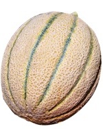 EXTRA MELONE F1 RETATO