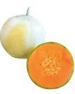 EXTRA MELONE F1