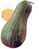 ZUCCA LUNGA GIGANTE