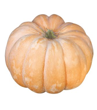 ZUCCA REGINA