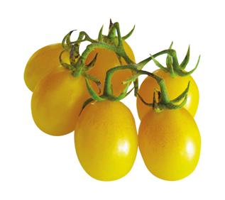 pomodoro datterino giallo